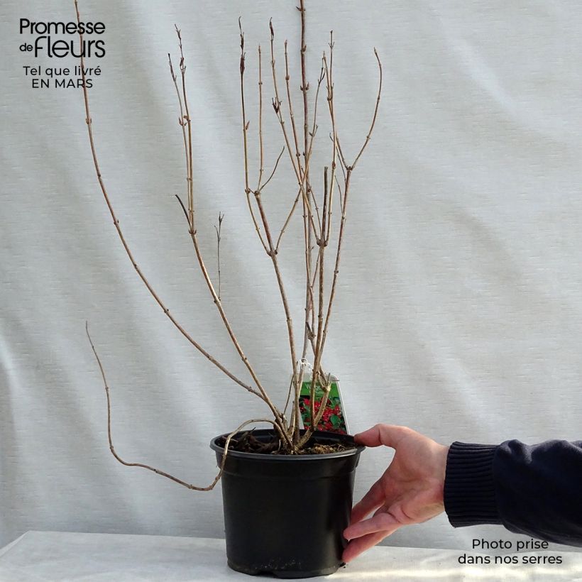 Exemplaar van Weigelia Eva Rathke Pot van 2 l/3 l zoals geleverd in de lente