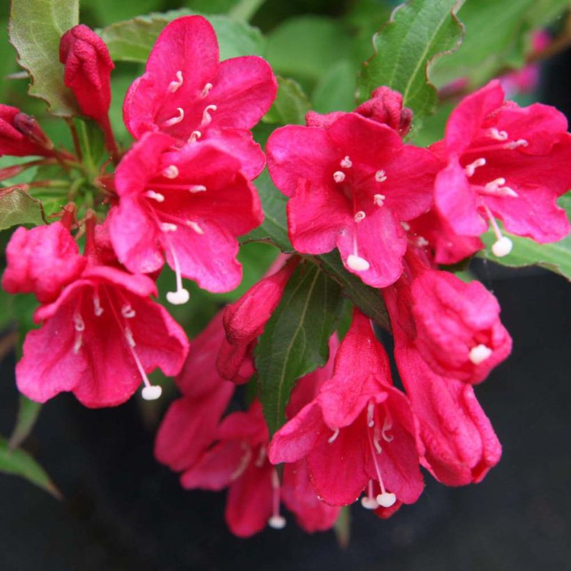 Weigelia Red Prince (Flowering)