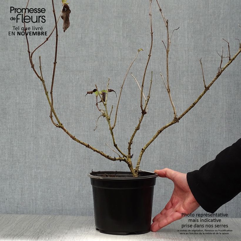 Exemplaar van Weigelia Red Prince Pot van 2 l/3 l zoals geleverd in de herfst