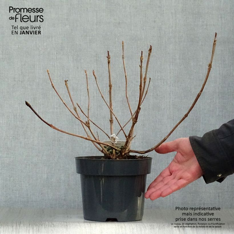 Example of Weigelia middendorffiana - Chinese weigelia Pot van 3 l/4 l as you get in hiver