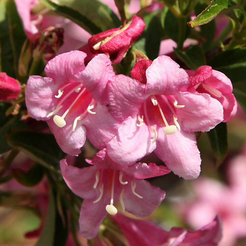 Weigelia Stelzneri (Flowering)