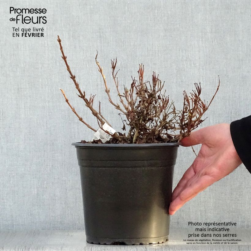 Example of Weigelia All Summer Peach Pot van 3 l/4 l as you get in hiver