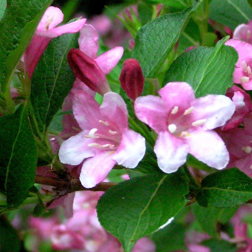 Weigelia Stelzneri (Foliage)