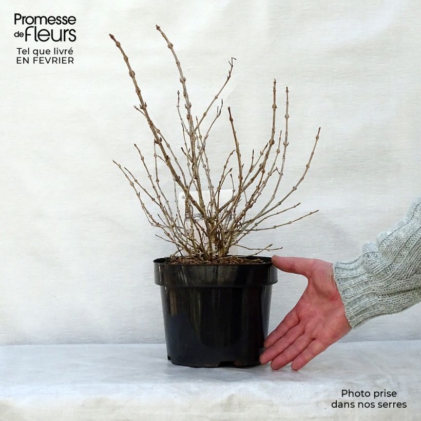 Example of Weigelia florida Monet Verweig Pot van 2 l/3 l as you get in hiver