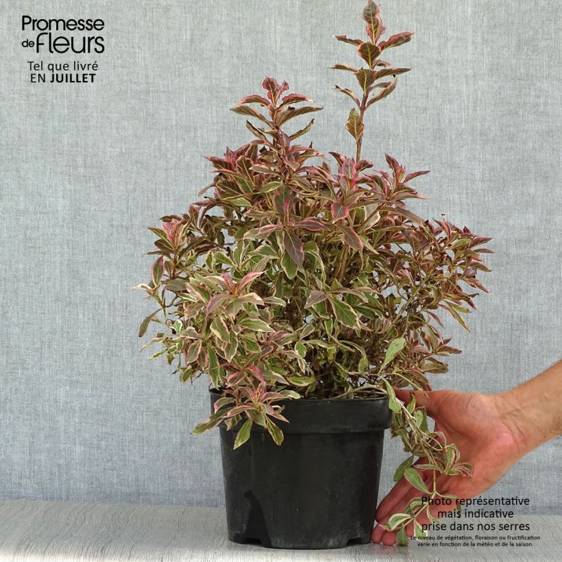Exemplaar van Weigelia florida Monet Verweig - Chinese weigelia Pot van 2 l/3 l zoals geleverd in de zomer