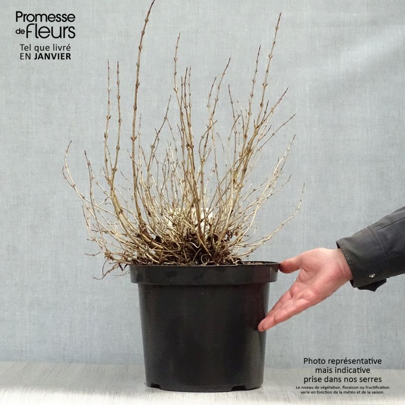 Example of Weigelia florida Monet Verweig Pot van 7,5 l/10 l as you get in hiver