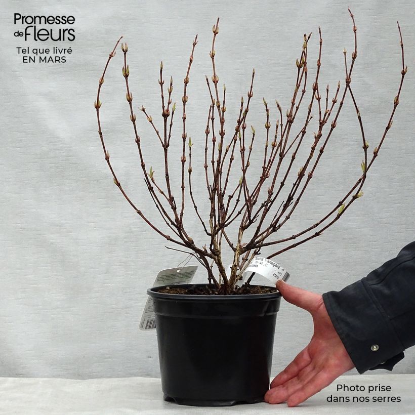 Exemplaar van Weigelia florida Nana Variegata Pot van 2 l/3 l zoals geleverd in de lente