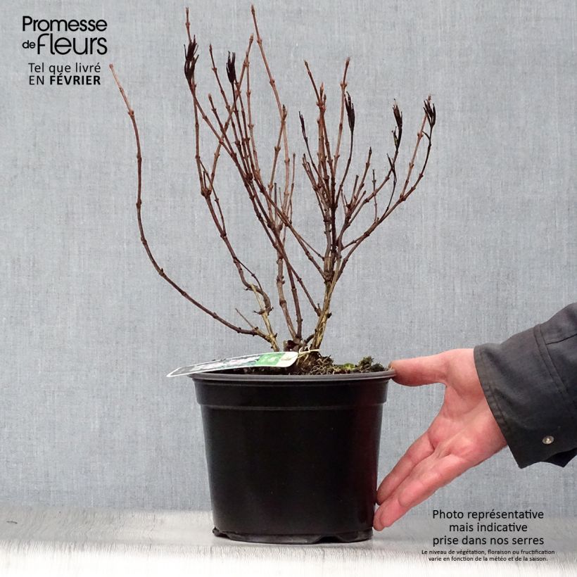 Example of Weigelia florida Nana Variegata - Weigela panaché  Pot van 2 l/3 l as you get in hiver