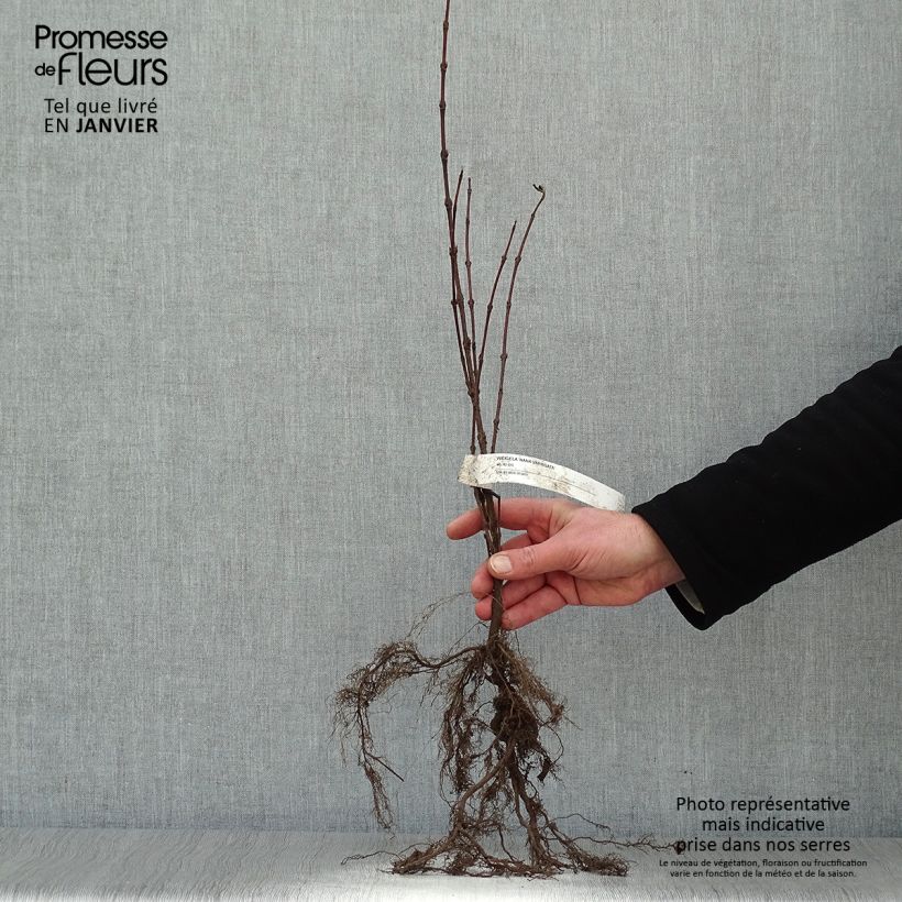 Example of Weigelia florida Nana Variegata - Weigela panaché  Naakte wortel as you get in hiver