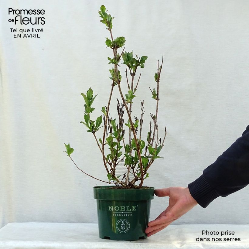 Exemplaar van Weigelia florida Polka - Dwergweigelia Pot van 2 l/3 l zoals geleverd in de lente