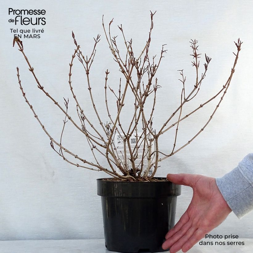 Exemplaar van Weigelia florida Princess Ayla - Chinese weigelia Pot van 3 l/4 l zoals geleverd in de lente