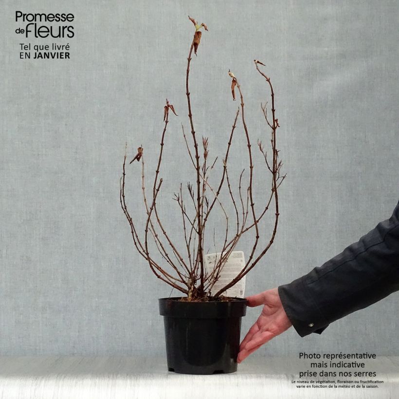 Example of Weigelia florida Princess Ayla Pot van 3 l/4 l as you get in hiver