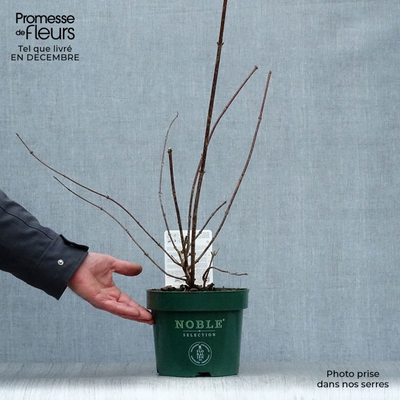 Example of Weigelia florida Polka - Weigela nain Pot van 2 l/3 l as you get in hiver