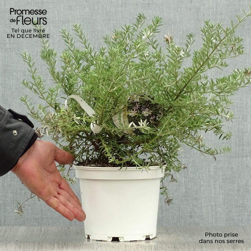 Example of Westringia fruticosa Blanc - Romarin d'Australie Pot van 2 l/3 l as you get in hiver