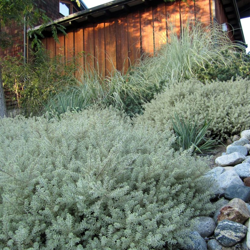 Westringia fruticosa Mundi - Australische rozemarijn (Plant habit)