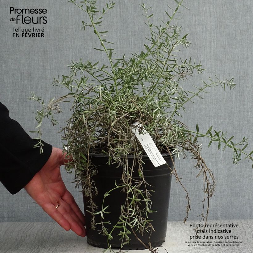 Example of Westringia fruticosa Mundi - Romarin d'Australie Pot van 3 l/4 l as you get in hiver