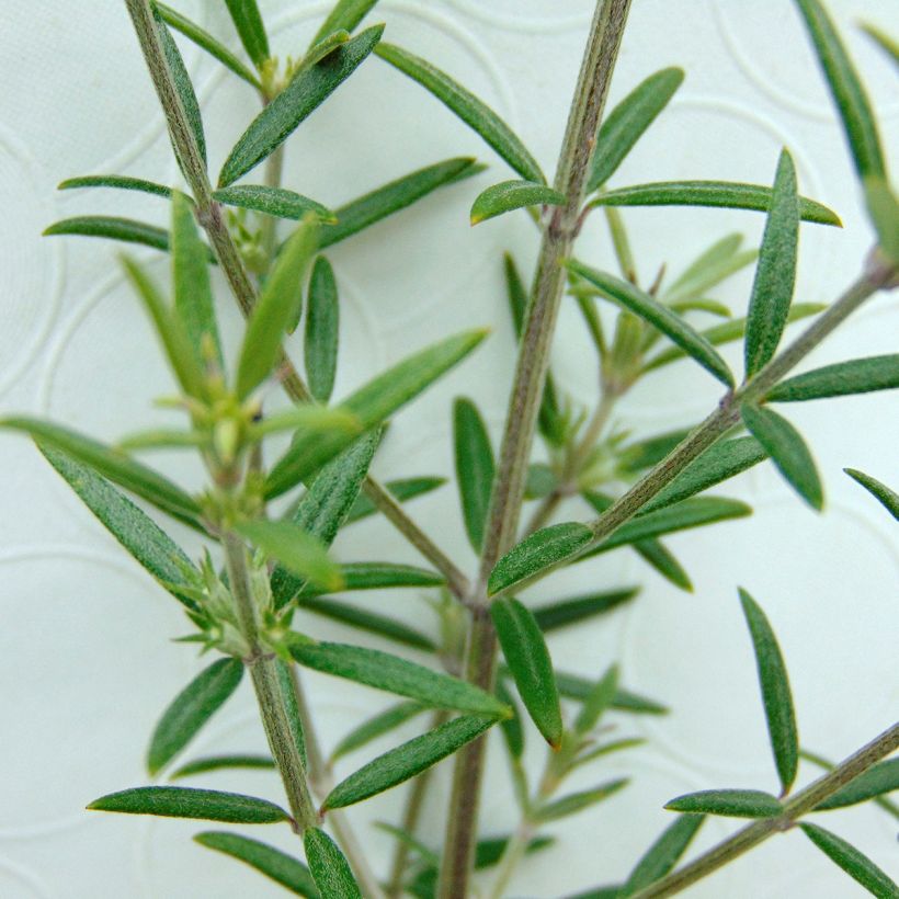 Westringia fruticosa - Australische rozemarijn (Foliage)