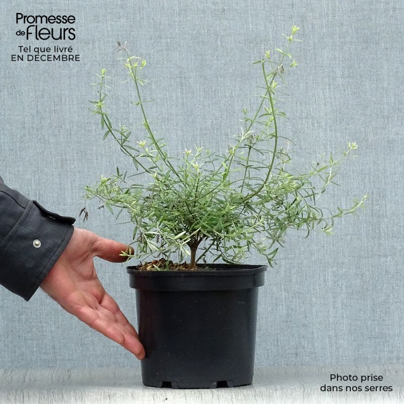 Example of Westringia fruticosa - Romarin d'Australie Pot van 2 l/3 l as you get in hiver
