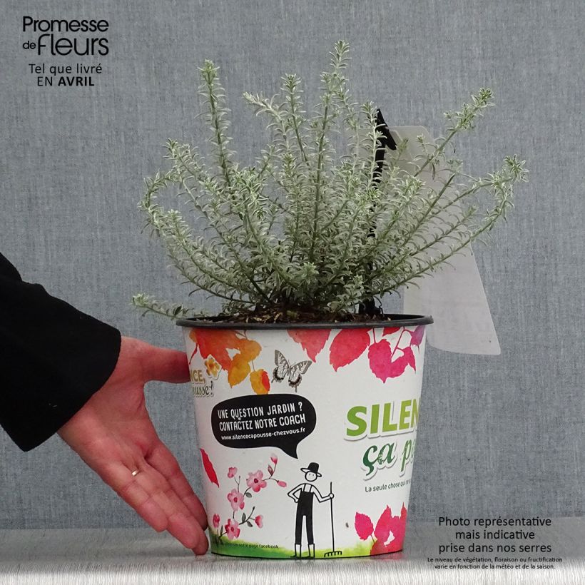 Exemplaar van Westringia fruticosa Smookie - Australische rozemarijn Pot van 3 l/4 l zoals geleverd in de lente