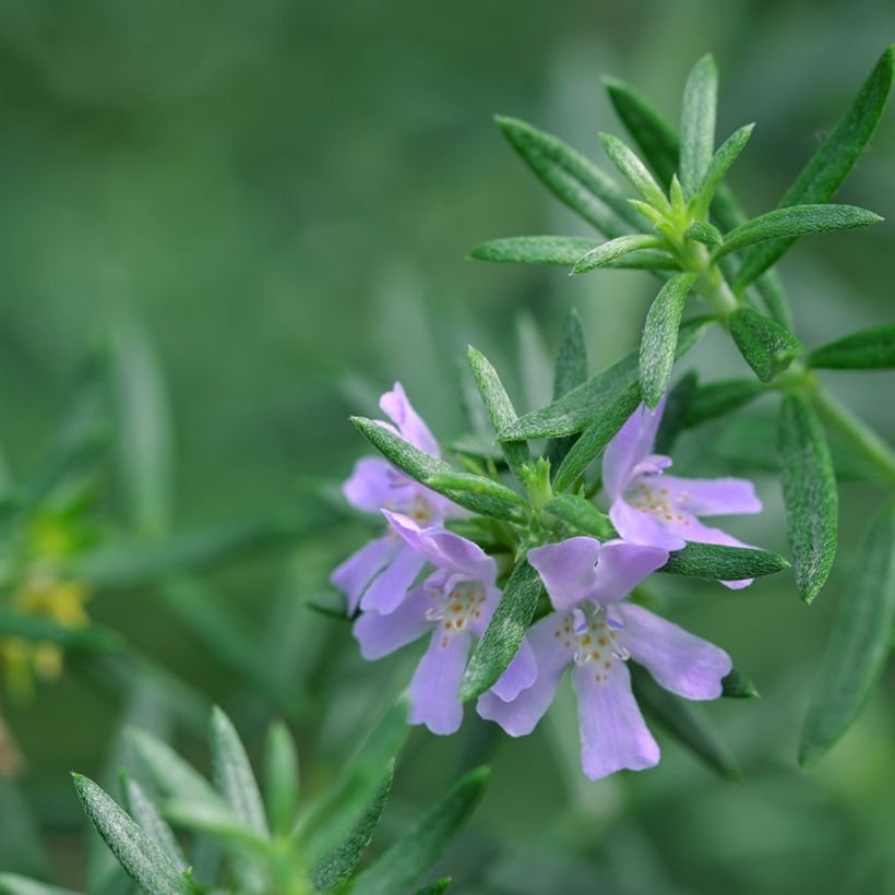 Westringia glabra - Australische rozemarijn (Blad)