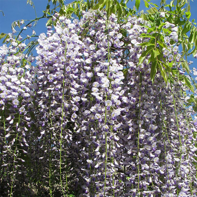 Wisteria floribunda Macrobotrys - Blauweregen (Flowering)