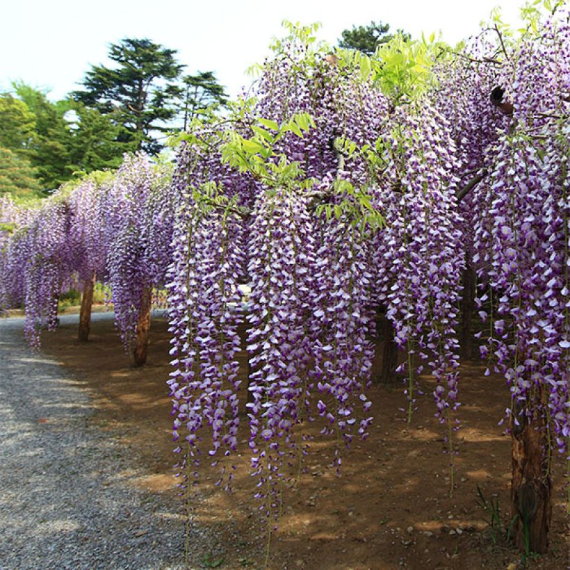 Wisteria floribunda Macrobotrys - Blauweregen (Plant habit)