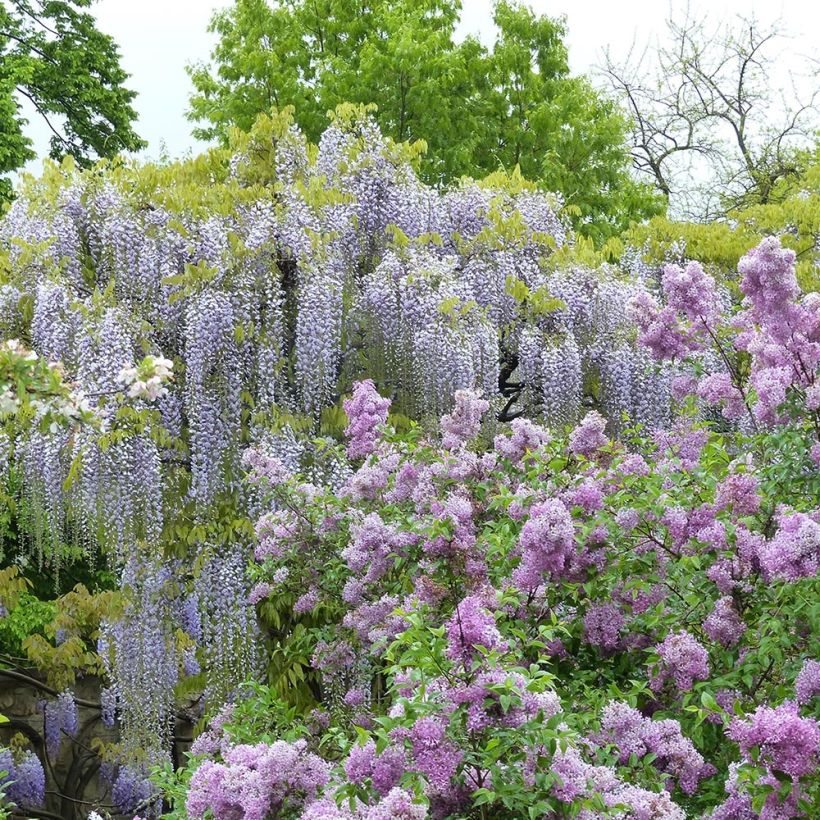 Wisteria floribunda Macrobotrys De Belder - Blauweregen (Plant habit)