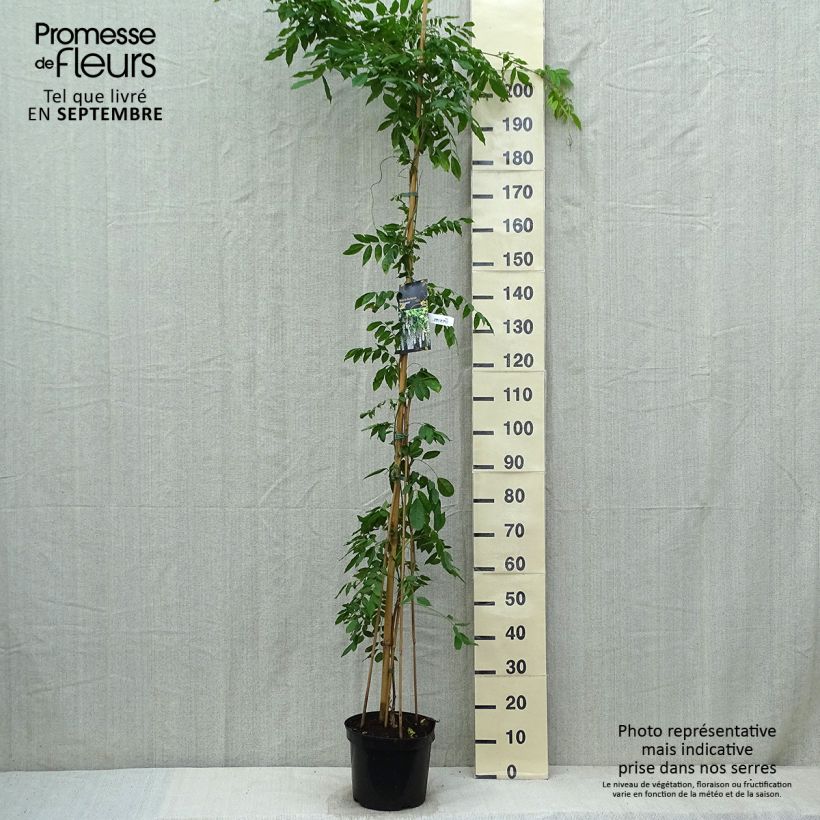 Exemplaar van Wisteria floribunda Shiro-noda - Blauweregen Pot van 4 l/5 l zoals geleverd in de herfst