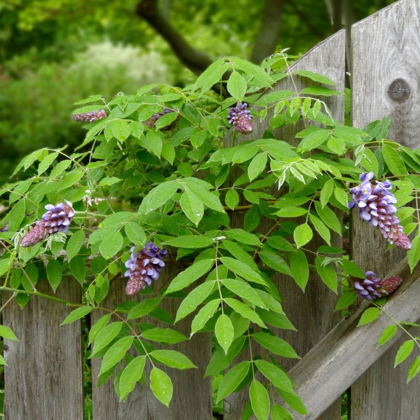 Wisteria frutescens Amethyst Falls - Blauwe regen (Foliage)