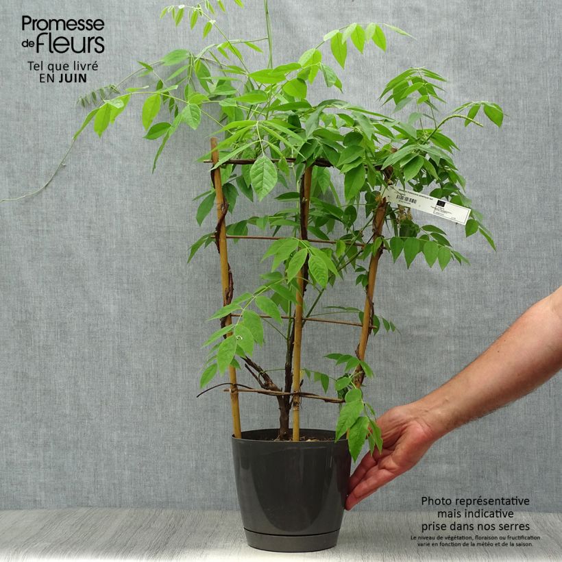 Exemplaar van Wisteria frutescens Amethyst Falls - Blauwe regen Pot van 3 l/4 l zoals geleverd in de zomer
