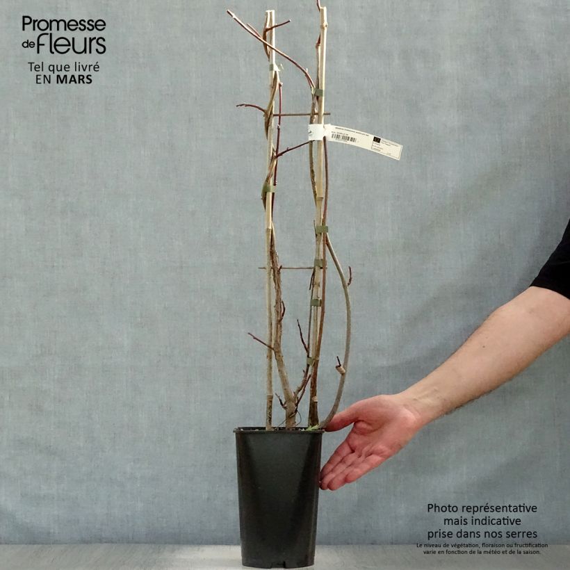 Exemplaar van Wisteria frutescens Amethyst Falls - Blauwe regen Pot van 3 l/4 l zoals geleverd in de lente