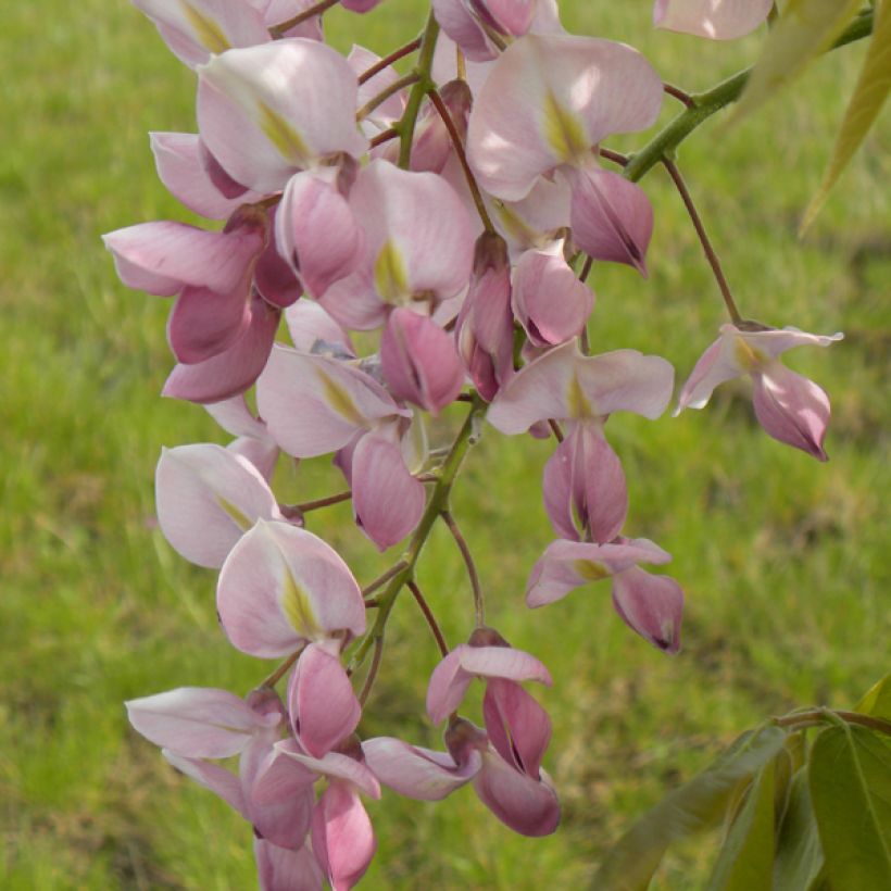Wisteria venusta Rosea - Blauwe regen (Flowering)