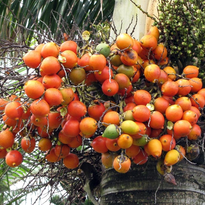 Wodyetia bifurcata - Vossenstaartpalm (Harvest)