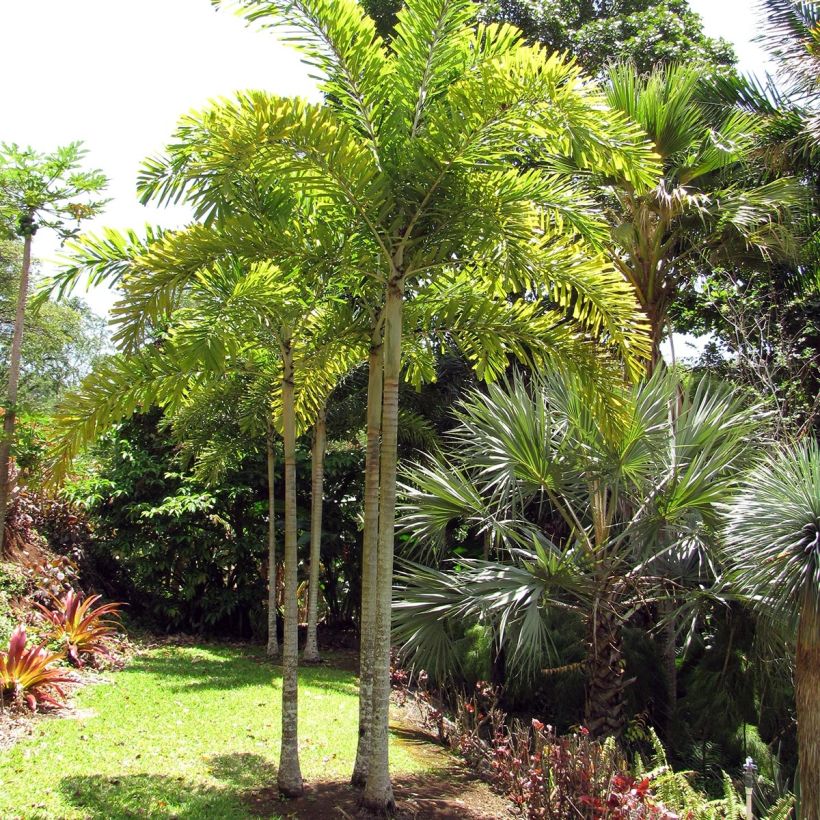 Wodyetia bifurcata - Vossenstaartpalm (Plant habit)