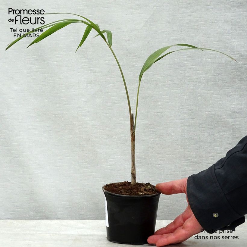 Example of Wodyetia bifurcata - Palmier queue-de-renard Pot van 20 l/25 l as you get in printemps