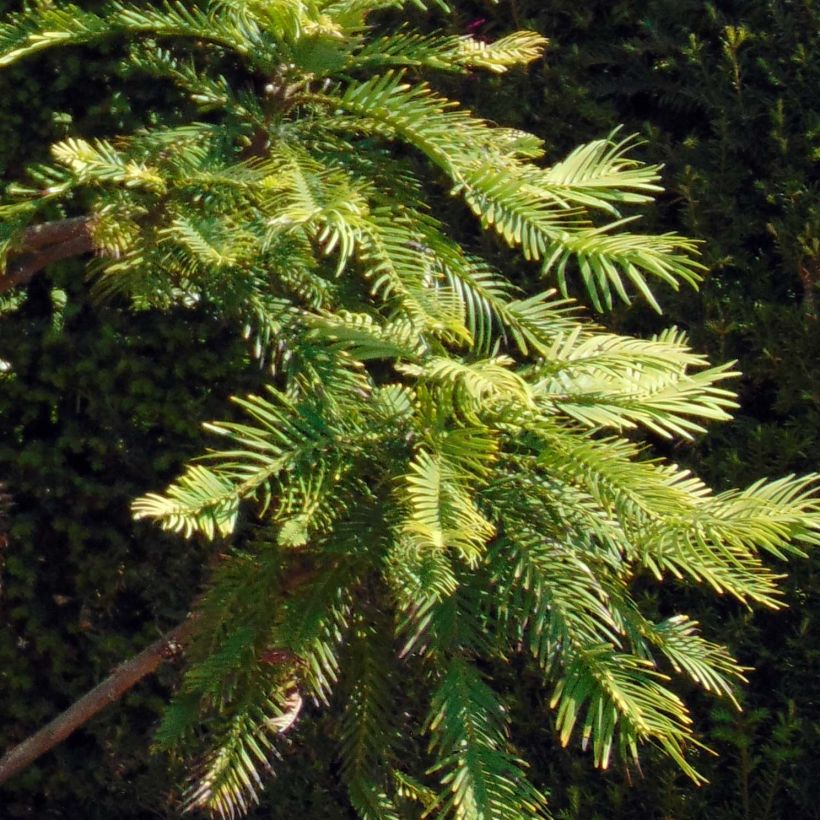 Wollemia nobilis - Wollemi-pijnboom (Foliage)
