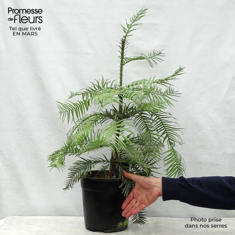 Example of Wollemia nobilis - Pin de Wollemi Pot van 6 l/7 l as you get in printemps