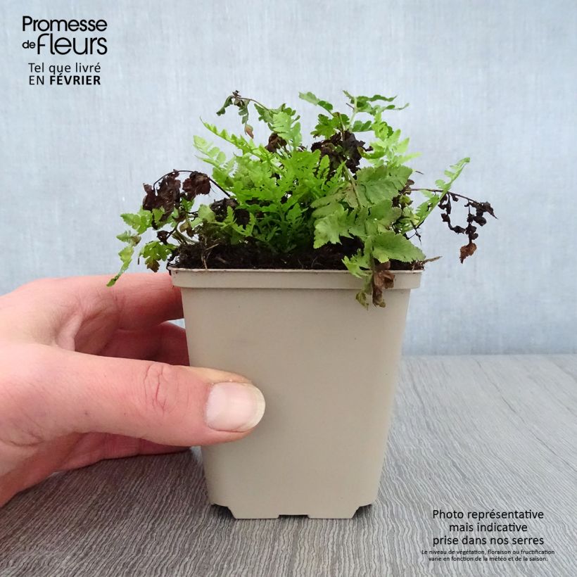 Example of Woodsia obtusa - Fougère Kweekpotje van 8/9 cm as you get in hiver