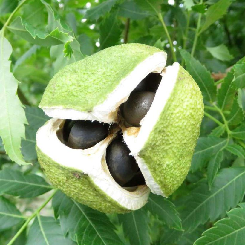 Xanthoceras sorbifolium Happy Orange - Chinese kastanje (Oogst)
