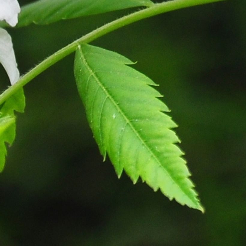 Xanthoceras sorbifolium - Chinese kastanje (Foliage)