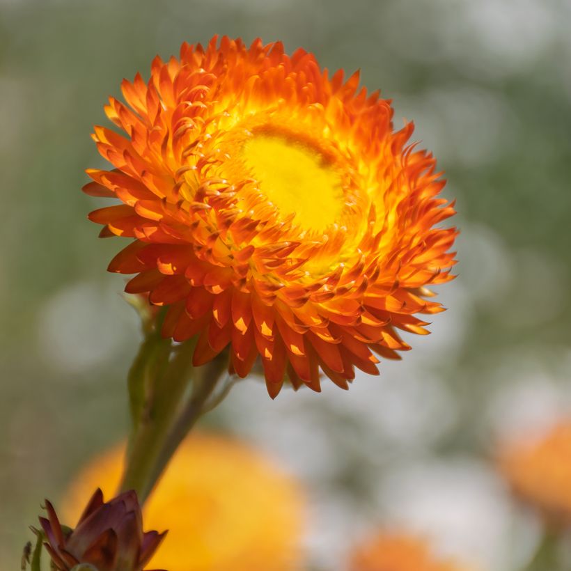 Strobloem Granvia Dark Orange Flame - Xerochrysum (Foliage)