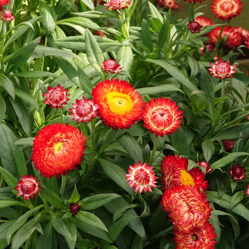 Strobloem Granvia Red Flame - Xerochrysum (Bloei)