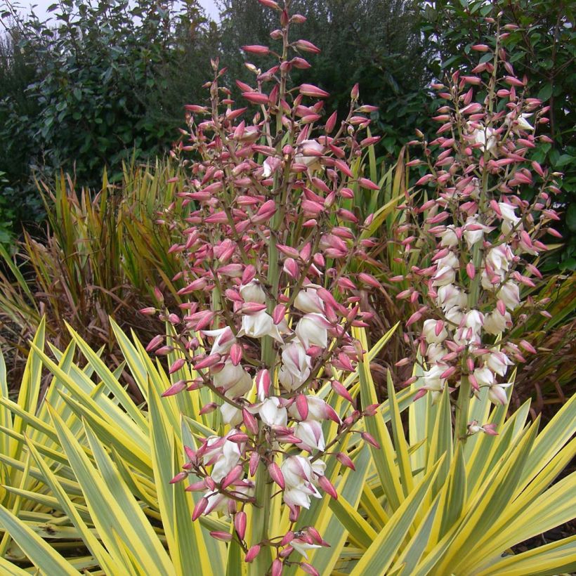 Yucca recurvifolia Bright Star Walbristar - Palmlelie (Flowering)
