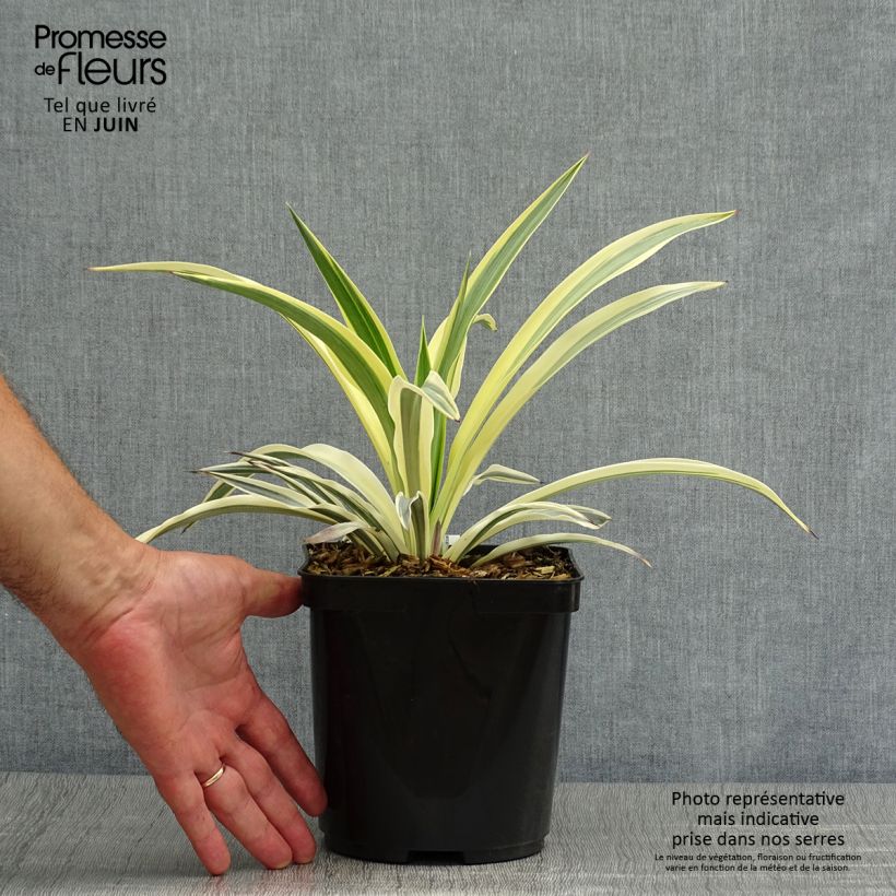 Exemplaar van Yucca recurvifolia Bright Star Walbristar - Palmlelie Pot van 2 l/3 l zoals geleverd in de zomer