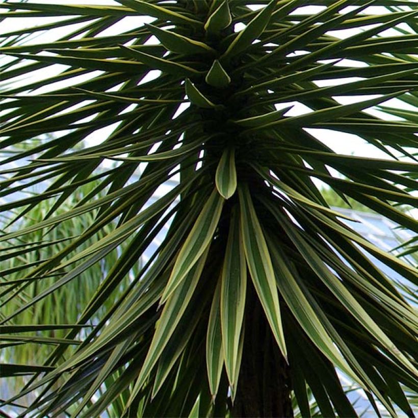 Yucca aloifolia - Spaanse bajonet (Foliage)