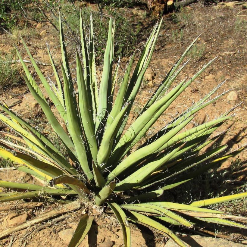 Yucca baccata - Palmlelie (Foliage)