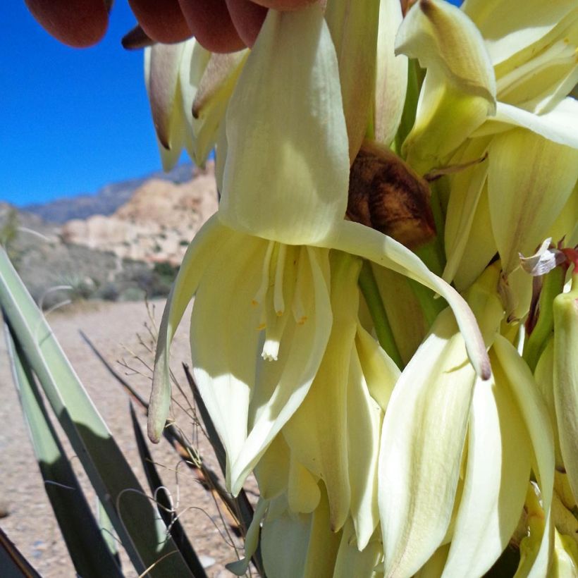 Yucca baccata - Palmlelie (Flowering)