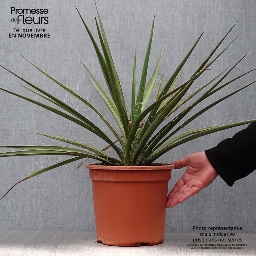 Exemplaar van Yucca baccata - Palmlelie Pot van 7,5 l/10 l zoals geleverd in de herfst