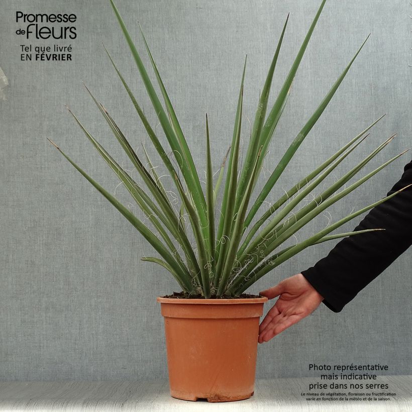Example of Yucca banane - Yucca baccata Pot van 7,5 l/10 l as you get in hiver