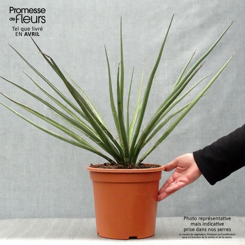Exemplaar van Yucca baccata - Palmlelie Pot van 7,5 l/10 l zoals geleverd in de lente